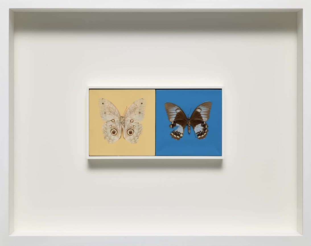 Damien Hirst, Love, Love